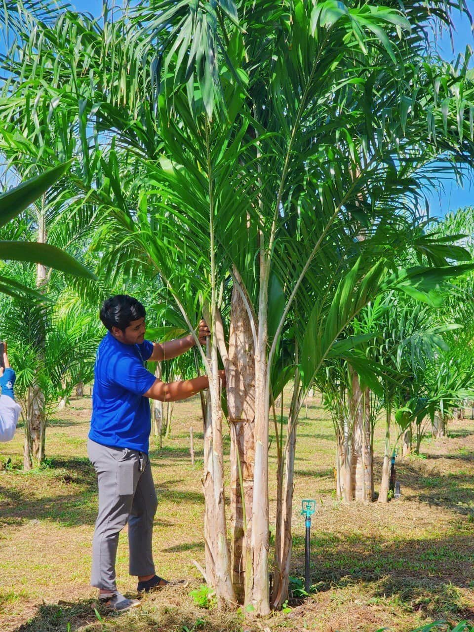 สวนพีชปาล์ม